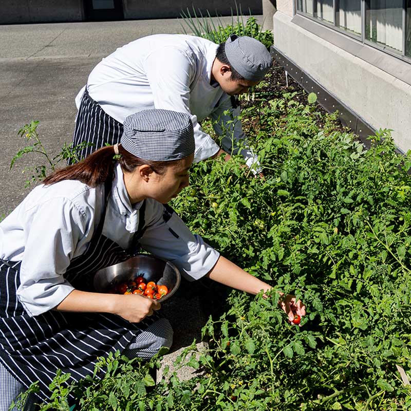 student chefs cutting herbs from the VCC garden